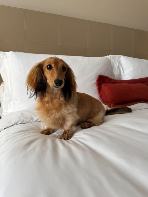 InterContinental São Paulo agora é pet friendly e reforça posicionamento no segmento corporativo com toque de acolhimento
