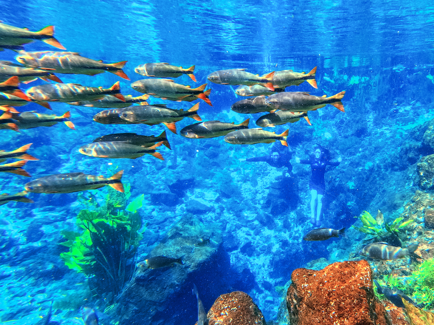 Bonito nas quatro estações: quando viajar para o destino